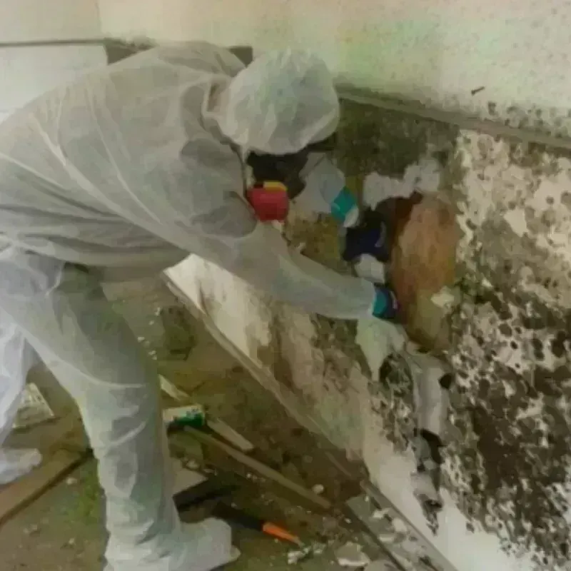 Mold Remediation and Removal in Greenport, NY